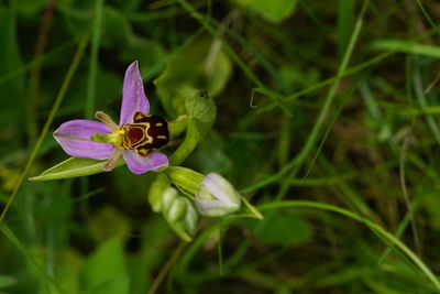 Close-up of insect on purple flowering plant