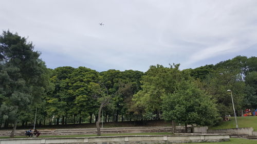 Trees and plants in a forest