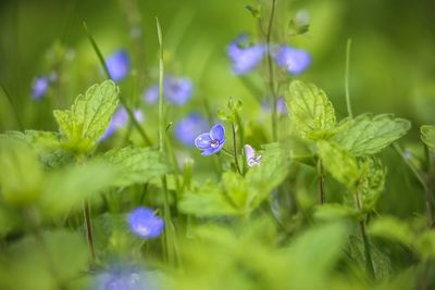 Close-up of purple flowering plants