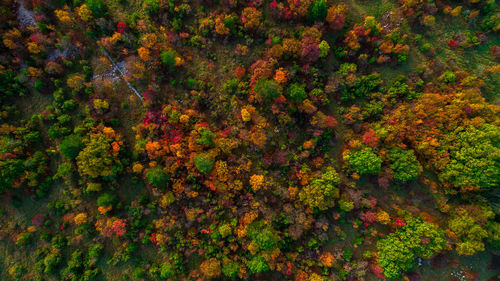 Aerial view of trees in forest during autumn