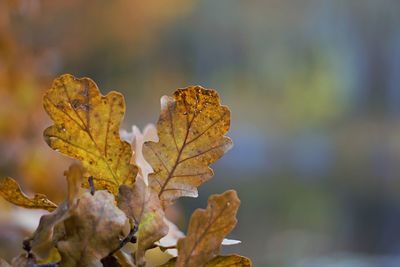 Close-up of dried maple leaf on tree