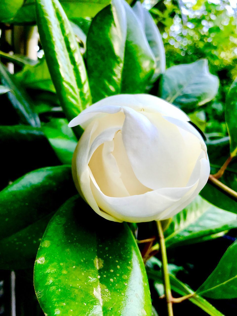 CLOSE-UP OF WHITE ROSE PLANT