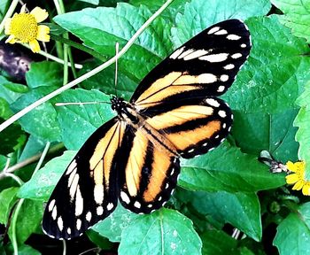 Butterfly perching on leaf