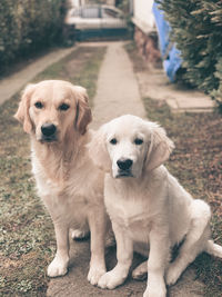 Portrait of a dog