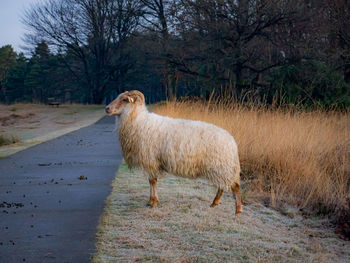 Sheep grazing on field