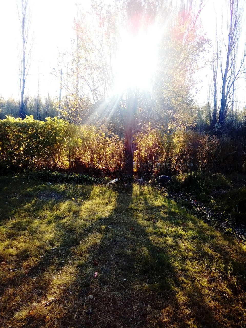 SUNLIGHT STREAMING THROUGH TREES ON GRASSLAND