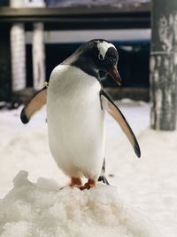 Close-up of bird perching on snow