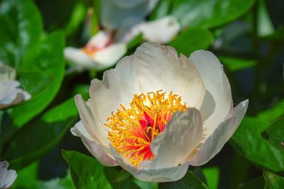 Close-up of white flower blooming outdoors