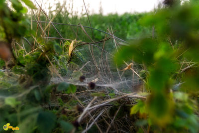 Close-up of grass