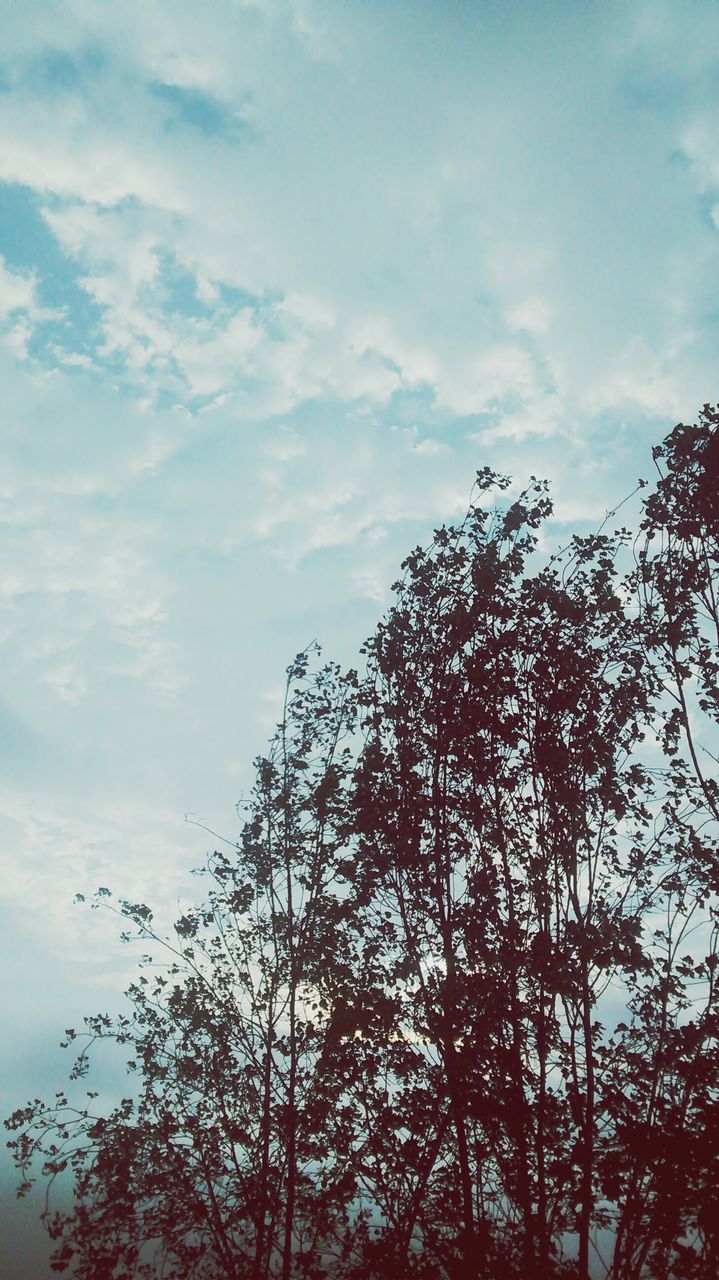 low angle view, tree, sky, branch, silhouette, nature, cloud - sky, tranquility, growth, beauty in nature, scenics, high section, cloud, tranquil scene, outdoors, cloudy, no people, treetop, day, bare tree