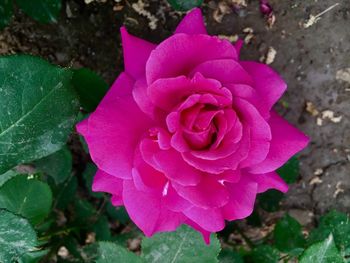 Close-up of pink rose blooming outdoors