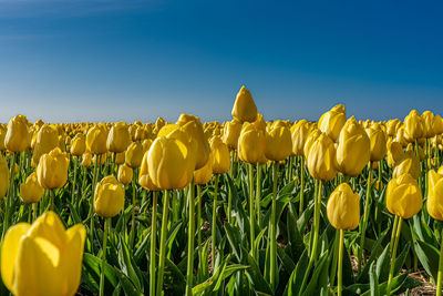 Close-up of yellow flowering plants on field against sky