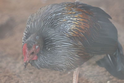 High angle view of bird on land