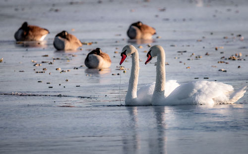 Swans swimming in lake