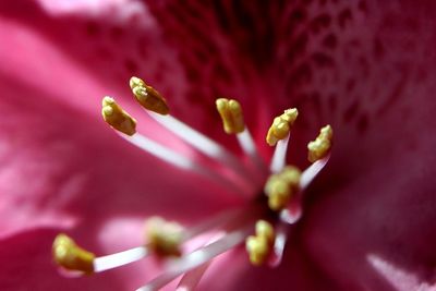 Macro shot of pink flower