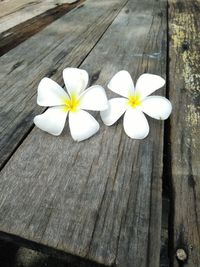 High angle view of white flowering plants on wood