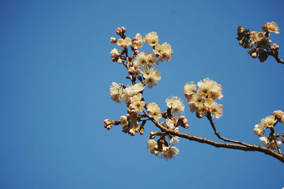 Low angle view of cherry blossom against clear blue sky