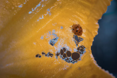 Close-up of orange fruit