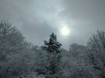 Trees against cloudy sky