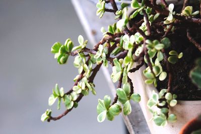 Close-up of flowering plant against tree