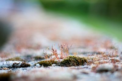 Close-up of dry grass on rock