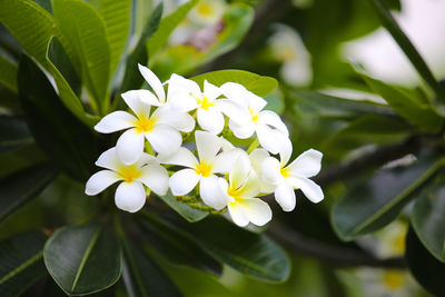 Close-up of white flowering plant