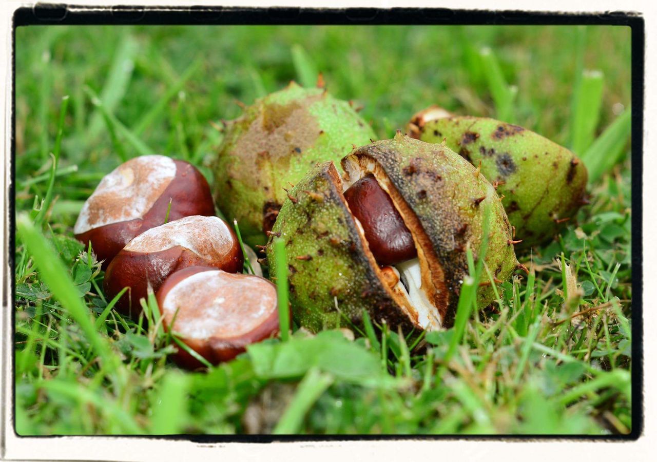 MUSHROOMS GROWING ON FIELD