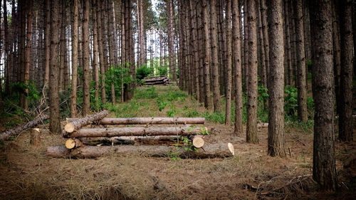 Walkway amidst trees in forest