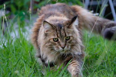 Close-up portrait of cat sitting on grass