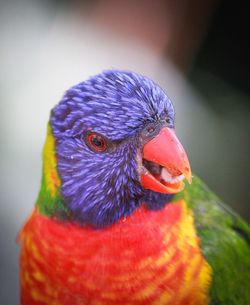 Close-up of a parrot