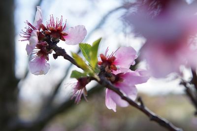 Close-up of pink cherry blossom