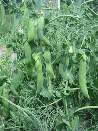 Full frame shot of plants growing on field