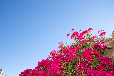 Low angle view of pink flower tree against clear blue sky