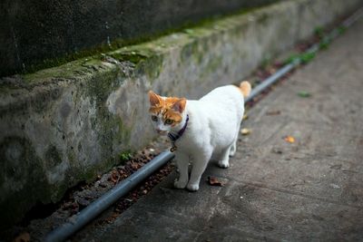 Portrait of cat