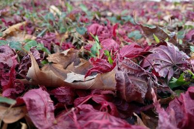 Close-up of plant in field