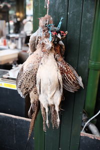 Close-up of pheasants for sale at butcher shop