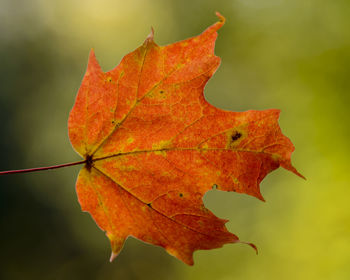 Close-up of autumn leaf