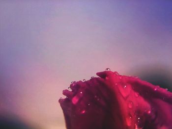 Close-up of pink flowers