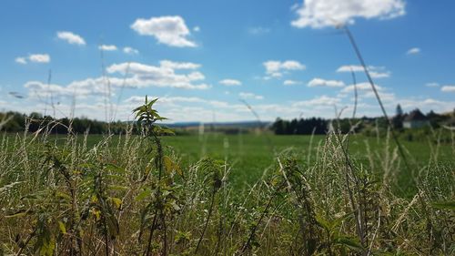 Crops growing on field against sky
