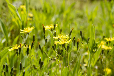 Close-up of yellow flowering plant on field