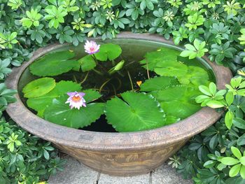 Close-up of potted plant floating on water