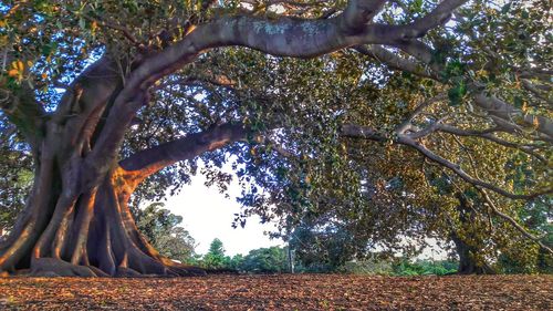 Fallen tree on field against clear sky