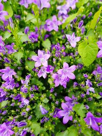 Close-up of purple flowering plants in park