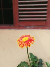 Close-up of flower against blurred background