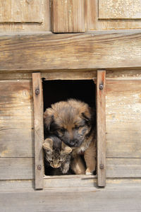 Dog relaxing on wooden door