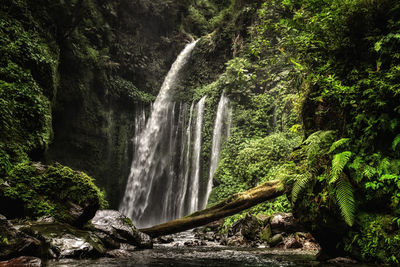 Scenic view of waterfall in forest