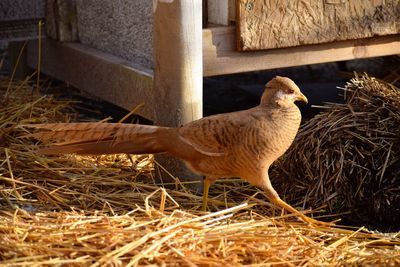 Close-up of a pheasant