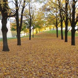 Trees in park during autumn