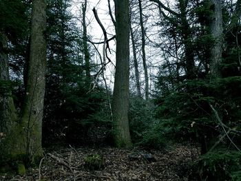 Trees in forest