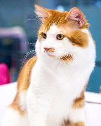 Close-up of ginger cat